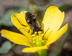 Euander lacertosus
