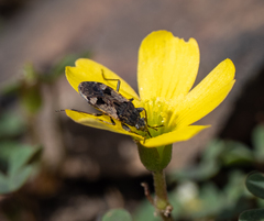 Euander lacertosus
