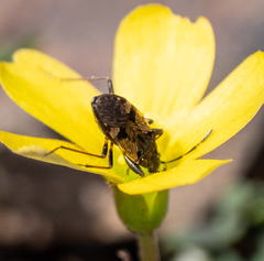 Euander lacertosus