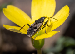 Euander lacertosus