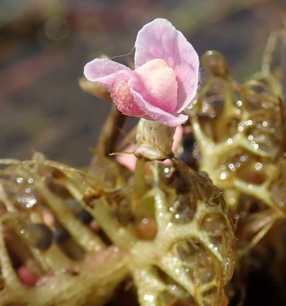 Pool Bladderwort