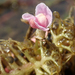 Utricularia raynalii - Photo (c) Robert Taylor, algunos derechos reservados (CC BY), subido por Robert Taylor
