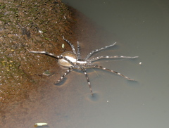 Dolomedes triton
