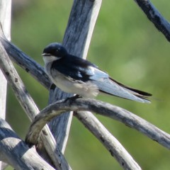Hirundo dimidiata