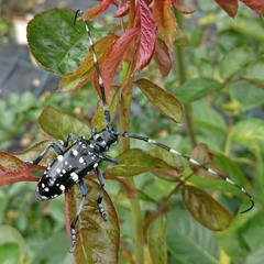 Anoplophora chinensis