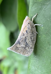 Lawana conspersa