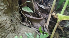 Dendrobates truncatus