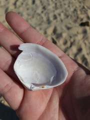 Austromactra rufescens