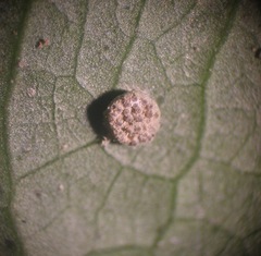 Hypocrella disciformis