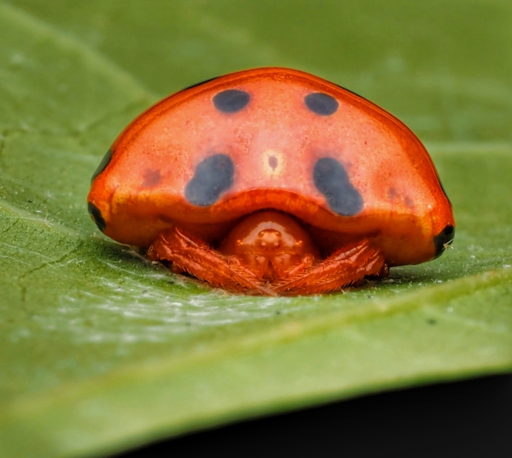 Paraplectana rajashree
