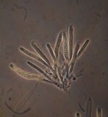 Hypocrella disciformis