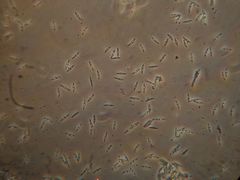 Hypocrella disciformis