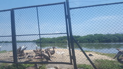 Pelecanus occidentalis