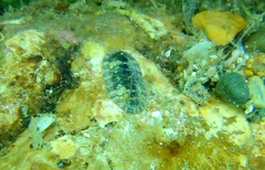 Rhyssoplax olivacea