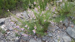Penstemon amphorellae
