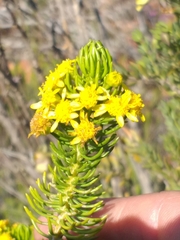 Euryops erectus