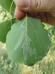 Phyllocnistis labyrinthella