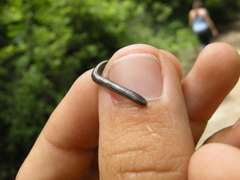 Epictia ater
