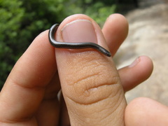 Epictia ater