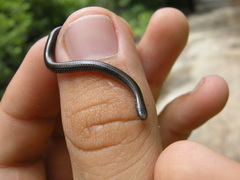 Epictia ater