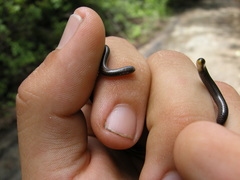 Epictia ater