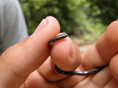 Epictia ater