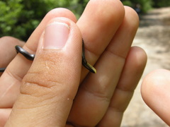 Epictia ater