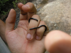 Epictia ater