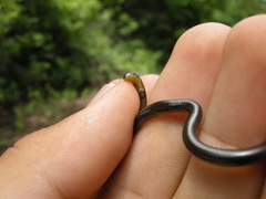 Epictia ater