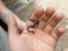 Epictia ater