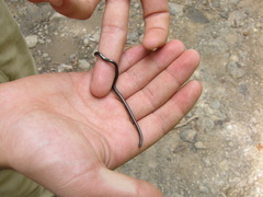 Epictia ater