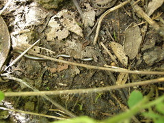 Epictia ater