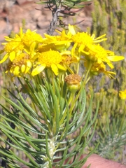 Euryops rehmannii