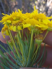 Euryops rehmannii