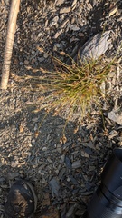 Carex tahoensis