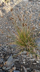 Carex tahoensis