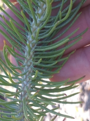 Euryops rehmannii