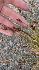 Carex tahoensis
