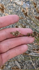 Carex tahoensis