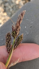 Carex macrochaeta