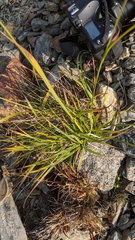 Carex macrochaeta