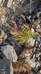 Carex macrochaeta