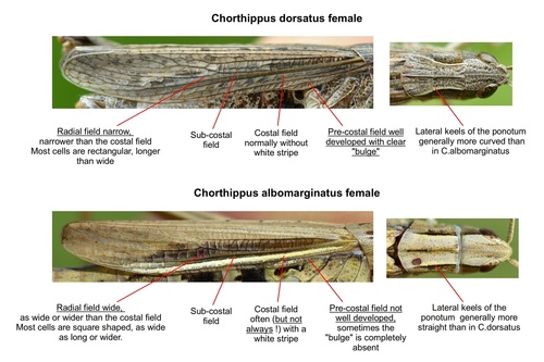 Steppe Grasshopper, photo 8 of 9