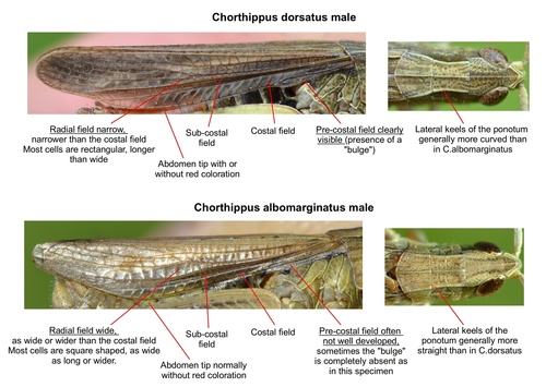Steppe Grasshopper photo 3