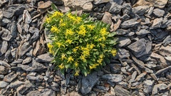 Senecio elmeri