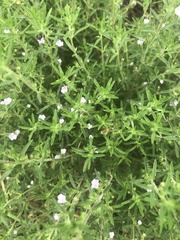 Satureja hortensis
