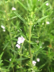 Satureja hortensis