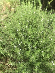 Satureja hortensis