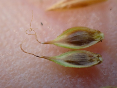 Carex tahoensis