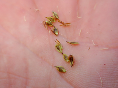 Carex tahoensis